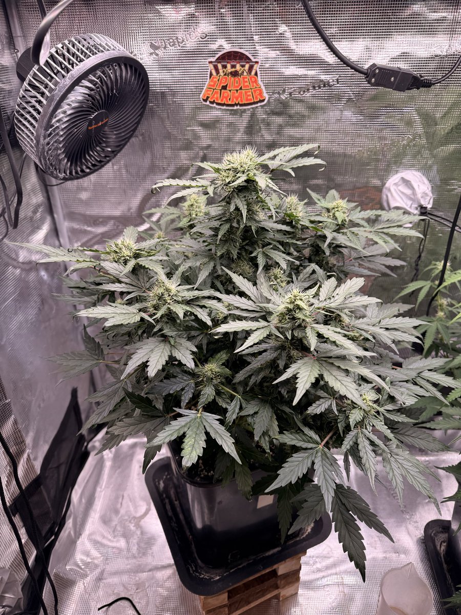 Gina Butch or Black Domina tweet media