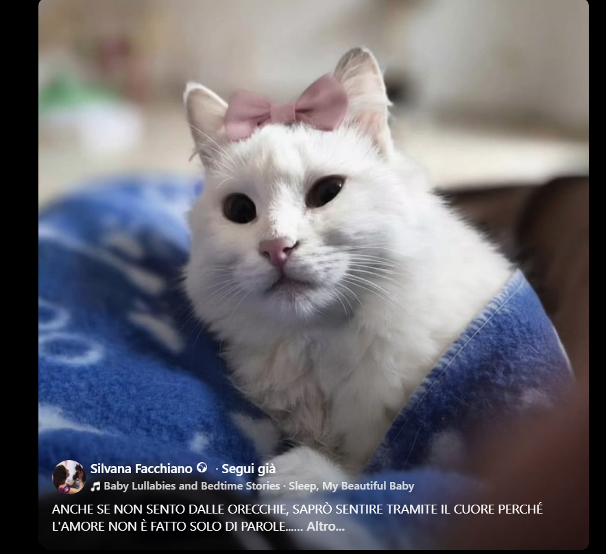 Qua la Zampa tweet media