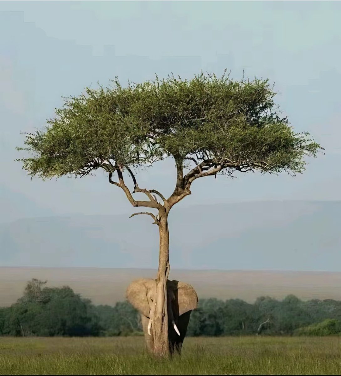 STS Nush tweet media