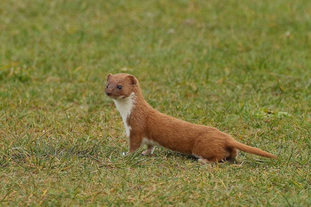 davyfullerton. tweet media