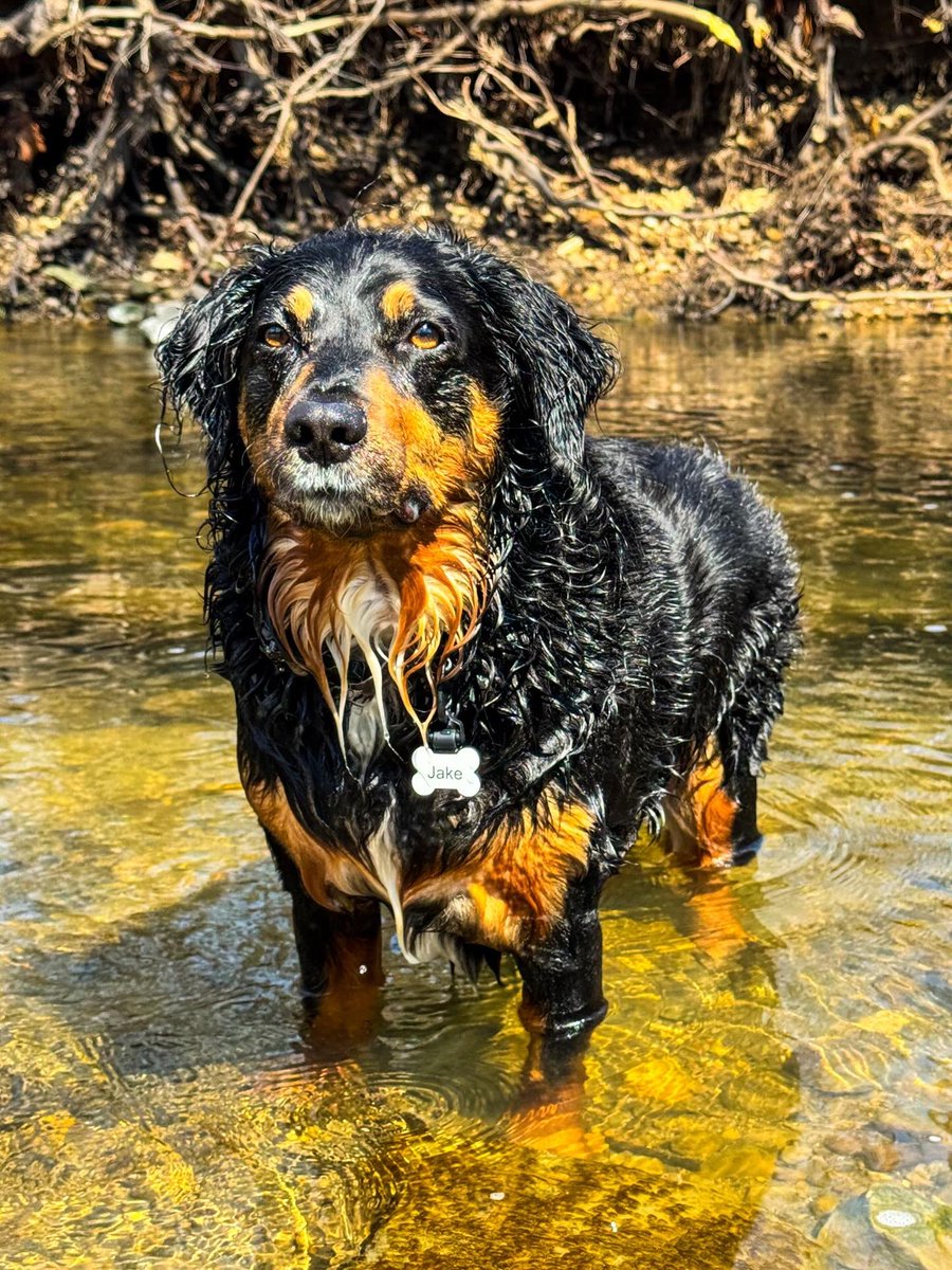 Bob Morris Jr 🏴☠️🦅 tweet media