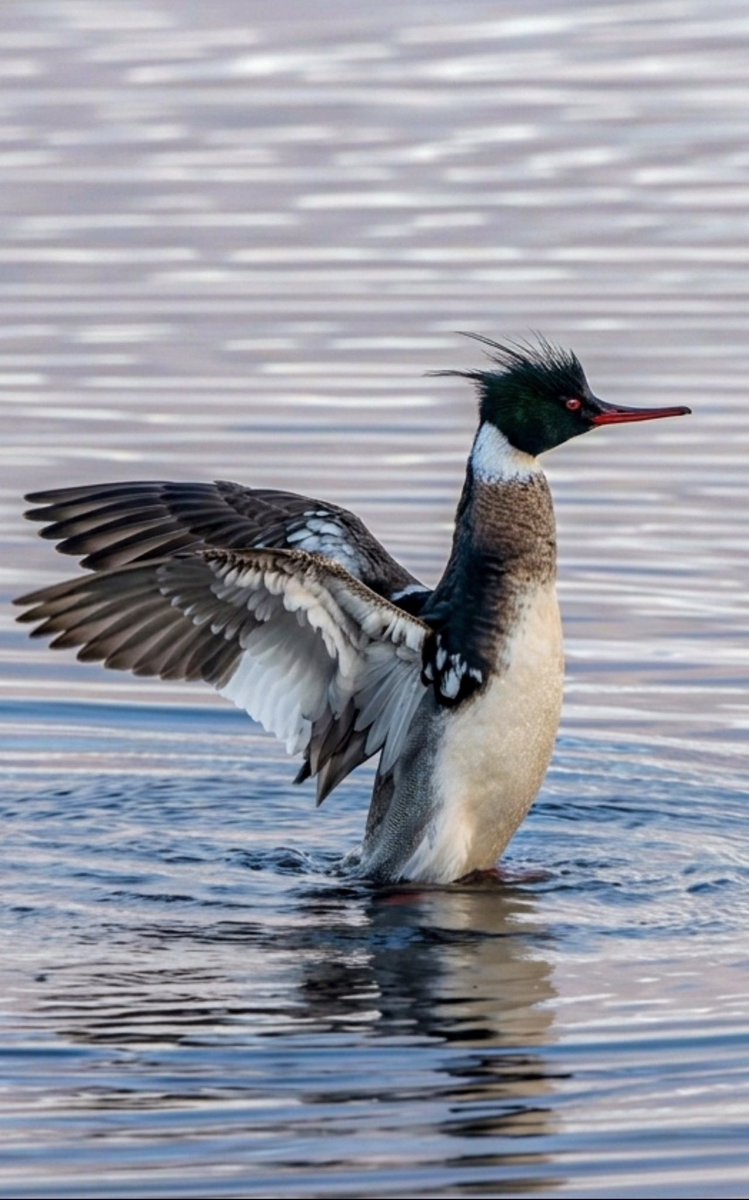 BKeough96's tweet photo. Stuck it out and took many shots, but finally got the Perfect photo #wildlife #wildlifephotography #newfoundland #Redbreastedmerganser https://t.co/gZiqSiRLaq