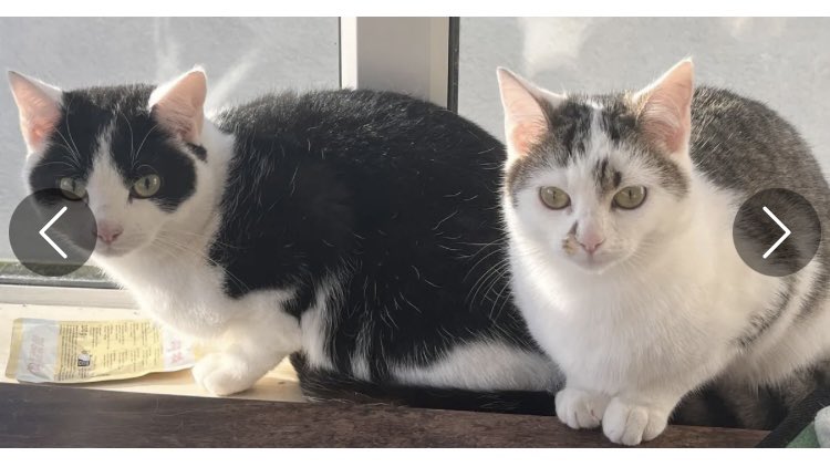 Sean Durran & angel freddie RIP 🌈21/02/26😓🐾🐾 tweet media