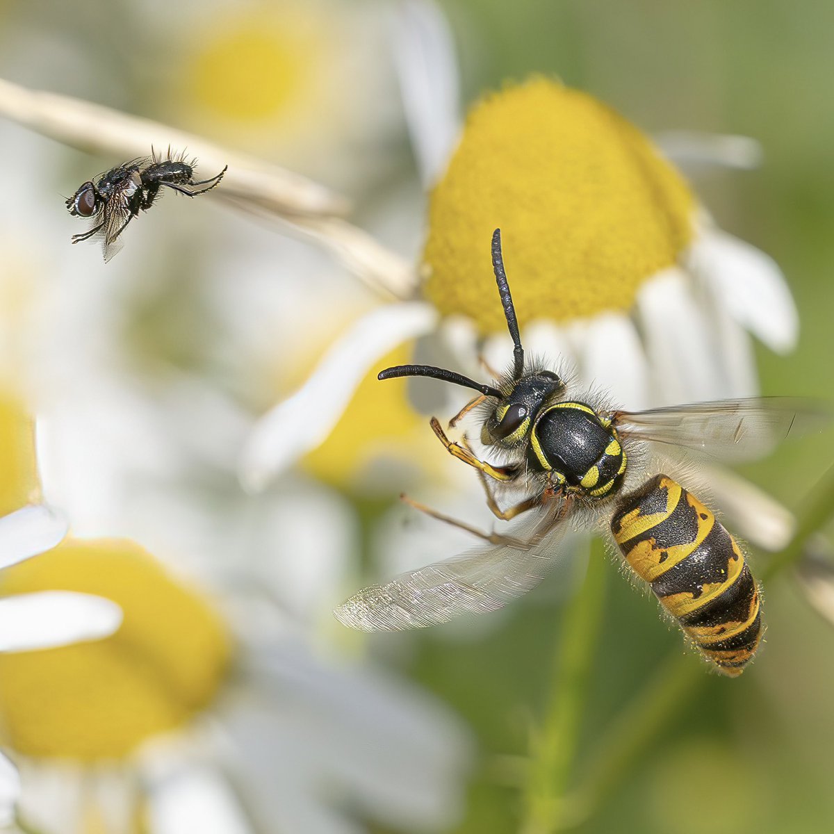 Paul Wright 🇬🇧🇯🇲🇸🇰 tweet media
