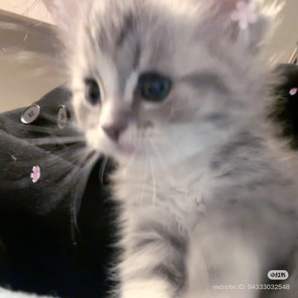 ˖ ꜝ❤︎ kimi 𑣲 ⏦゚ tweet media