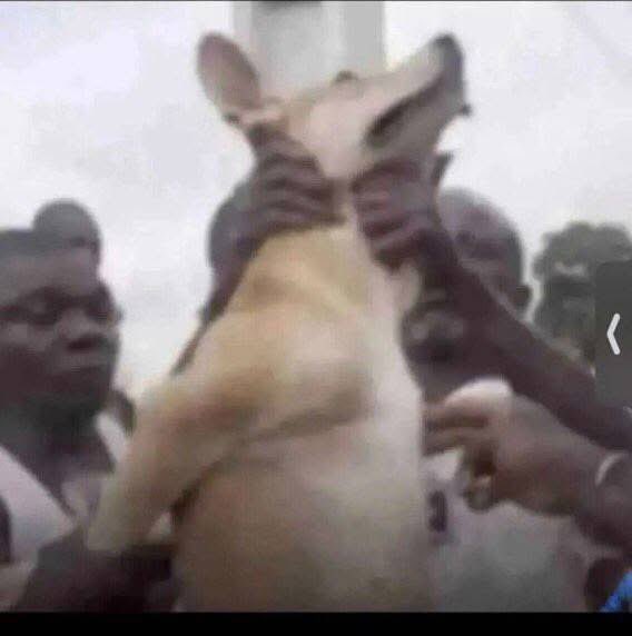 UncagedScion tweet media