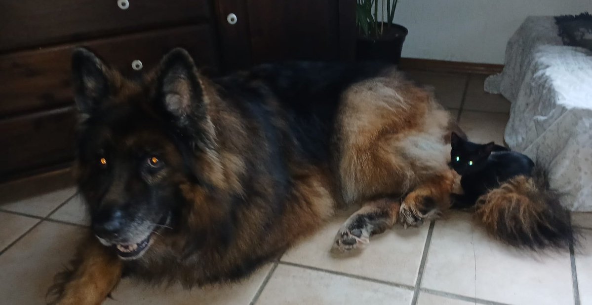 Ting Tong Brömseklöten-Memmenhauser tweet media