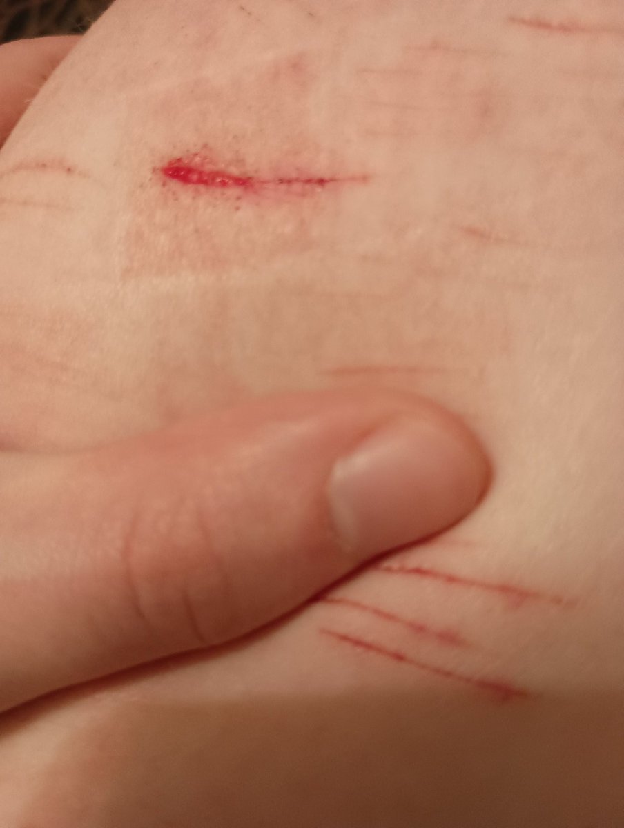 Cat the luxray shedtwt (he/it) tweet media