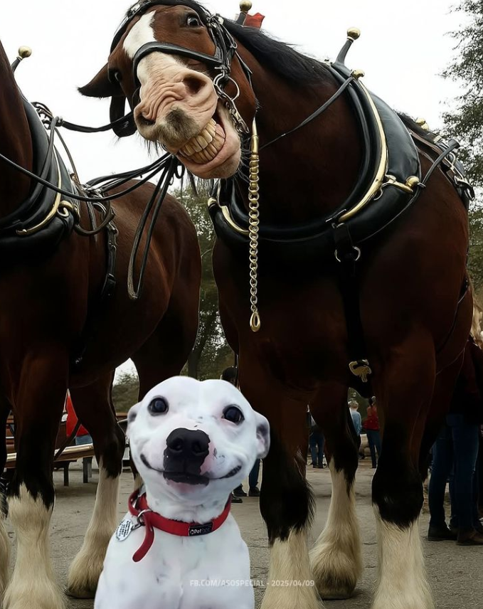 Tweets of Dogs tweet media