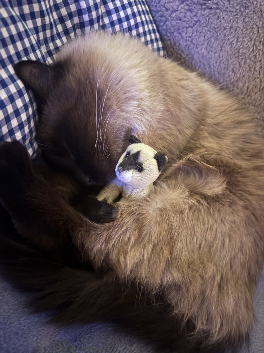 Frau von Flausch 6.0🫶🏻 tweet media