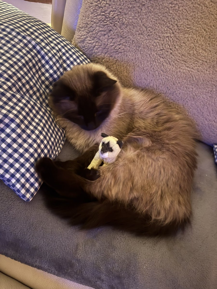 Frau von Flausch 6.0🫶🏻 tweet media