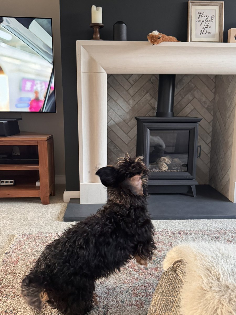 IsabellaDaxie's tweet image. Help! Squeaky fox has jumped on the mantelpiece 😱😱😱 

🙉🦊 🤭

Well I never, no idea why?…….. #clueisinsqueaky #noisything #poor #Bella 😂😂