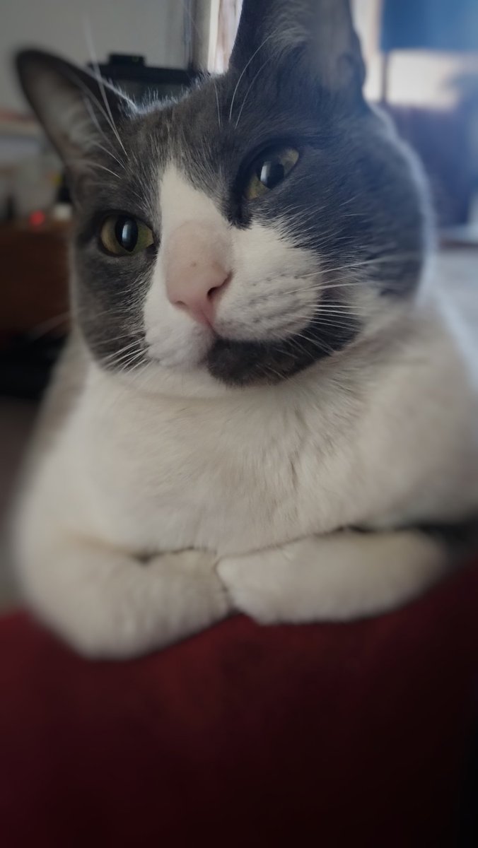estefairam's tweet photo. Tito está luchando contra una peritonitis infecciosa felina (PIF).
Ya vamos por la 10ma dosis, pero el tratamiento es ininterrumpido y aún nos falta.
Además, necesitamos hacerle análisis de sangre y ecografías para descartar otras complicaciones. https://t.co/agIaRY3bQQ