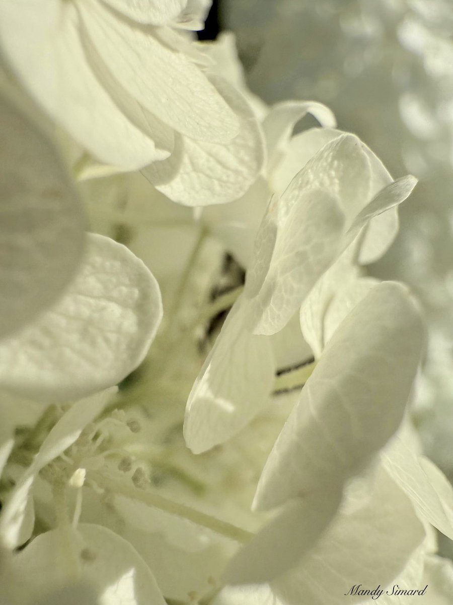 Mandy Simard tweet media