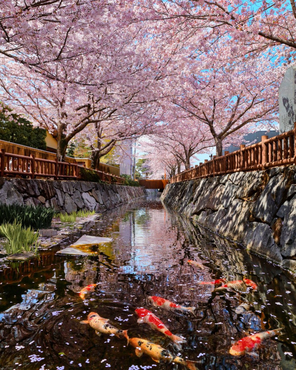 AppartDesign's tweet photo. Sakura, the cherry blossom season, has begun in Japan. 🇯🇵🌸 https://t.co/tROQOjcECU