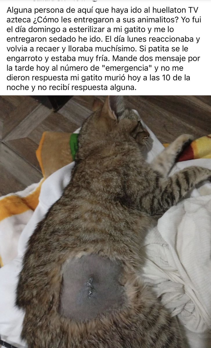 _raelhis's tweet photo. Justamente hace 3 meses dejé d creer en la televisora @Azteca ya q creí q en ellos podría encontrar difusión sobre el caso d Daijin (lo robaron) y ahora veo esta notica donde no les dan ni una explicación o una atención post operatoria +  #Gatos #justicia #cats #Twitter https://t.co/3CYoz07aDG