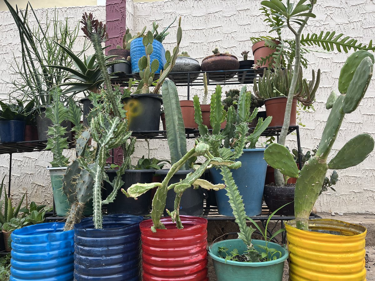 🌱 Dapper Queen Your PlantPlug 🪴 tweet media