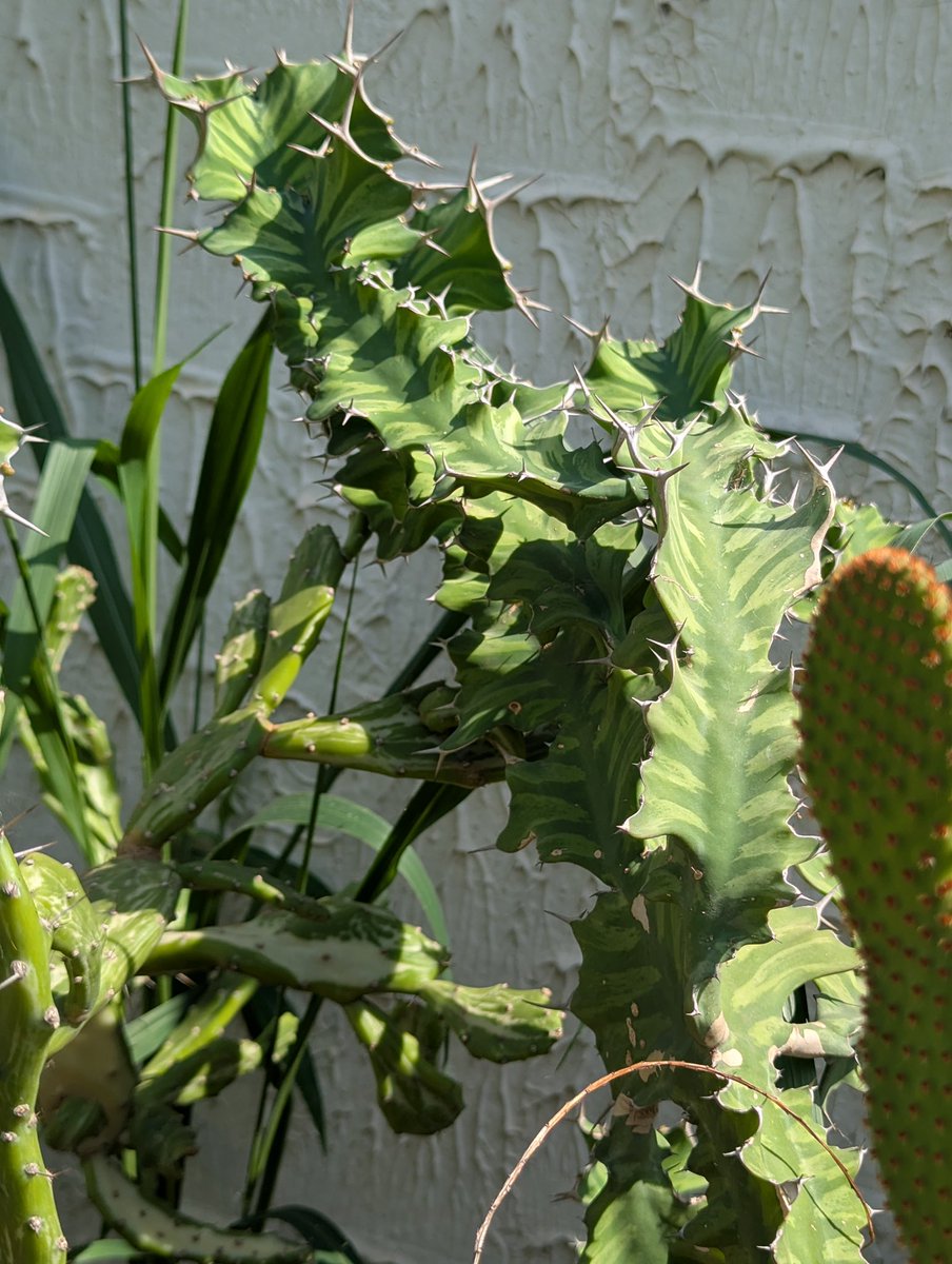 🌱 Dapper Queen Your PlantPlug 🪴 tweet media