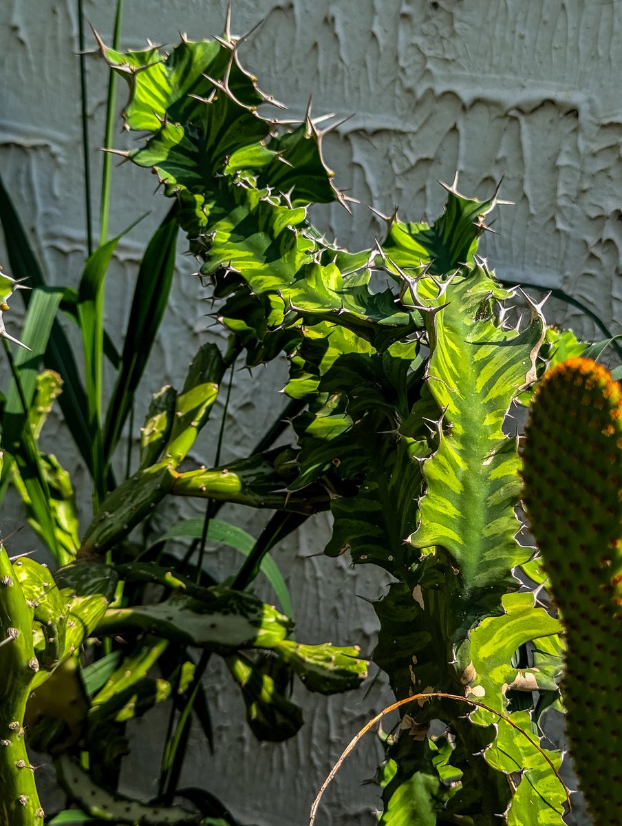 🌱 Dapper Queen Your PlantPlug 🪴 tweet media