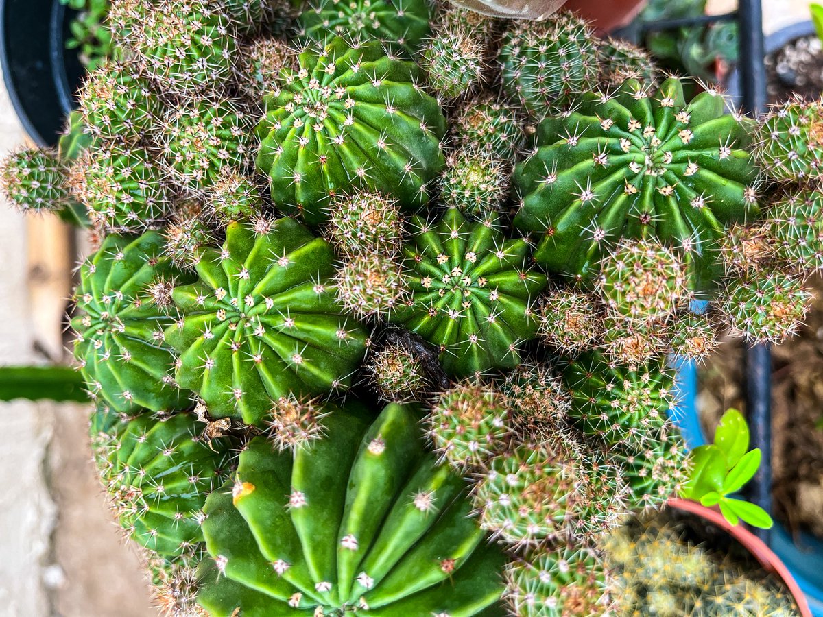 🌱 Dapper Queen Your PlantPlug 🪴 tweet media