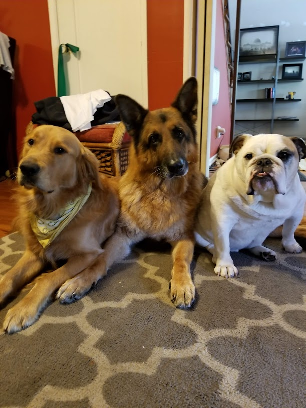 Shadow & Chance tweet media