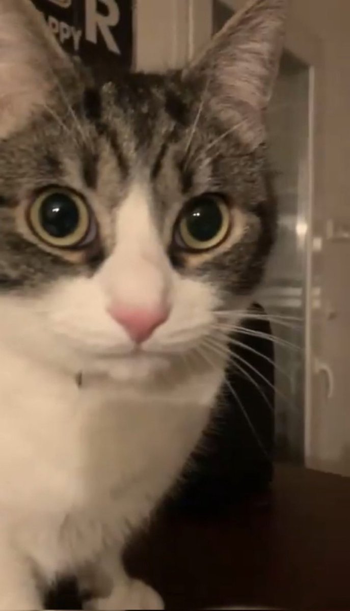 Semi-maratonienne !!!!! tweet media