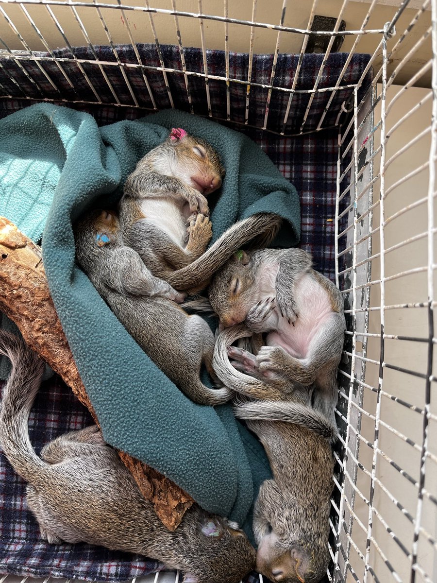 BRWildlifeCtr's tweet photo. DYK? Even if a squirrel nest falls or is destroyed, mom has multiple other nests she can and WILL use if she’s still alive. If you find baby squirrels that are uninjured, warm, &amp; haven’t been in a pets mouth, they CAN be reunited with mom, which is always the best option! https://t.co/flvgxVzPx2