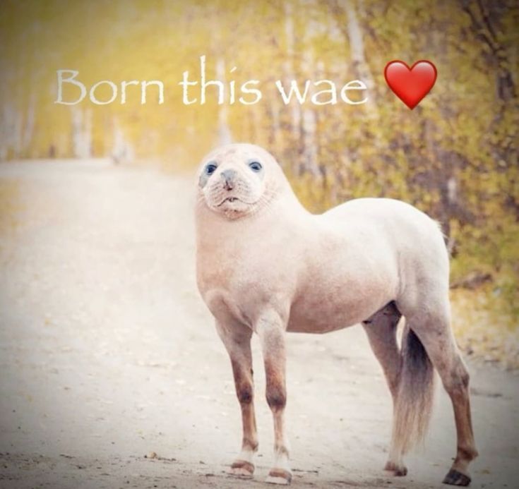 Bumiumiu 🍉 tweet media