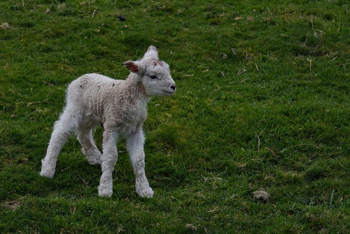 Matthew Halstead tweet media