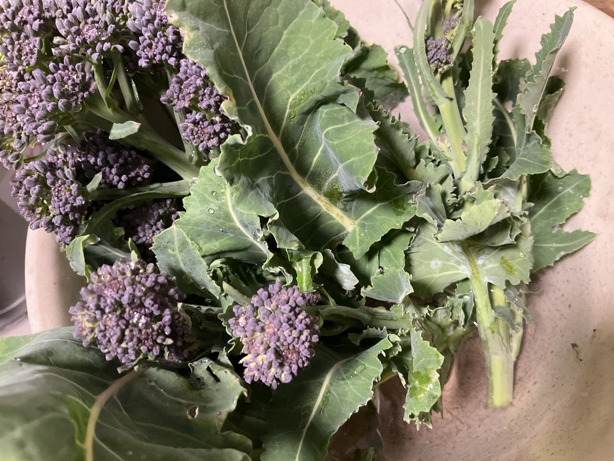 Simoncitizen's tweet image. #Fresh #PurpleSproutingBroccoli self sown at my #Allotment paying off a year on. Will be devoured shortly.