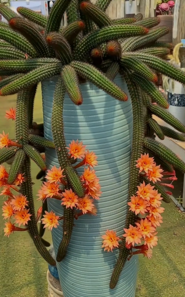 Grace Bonono tweet media