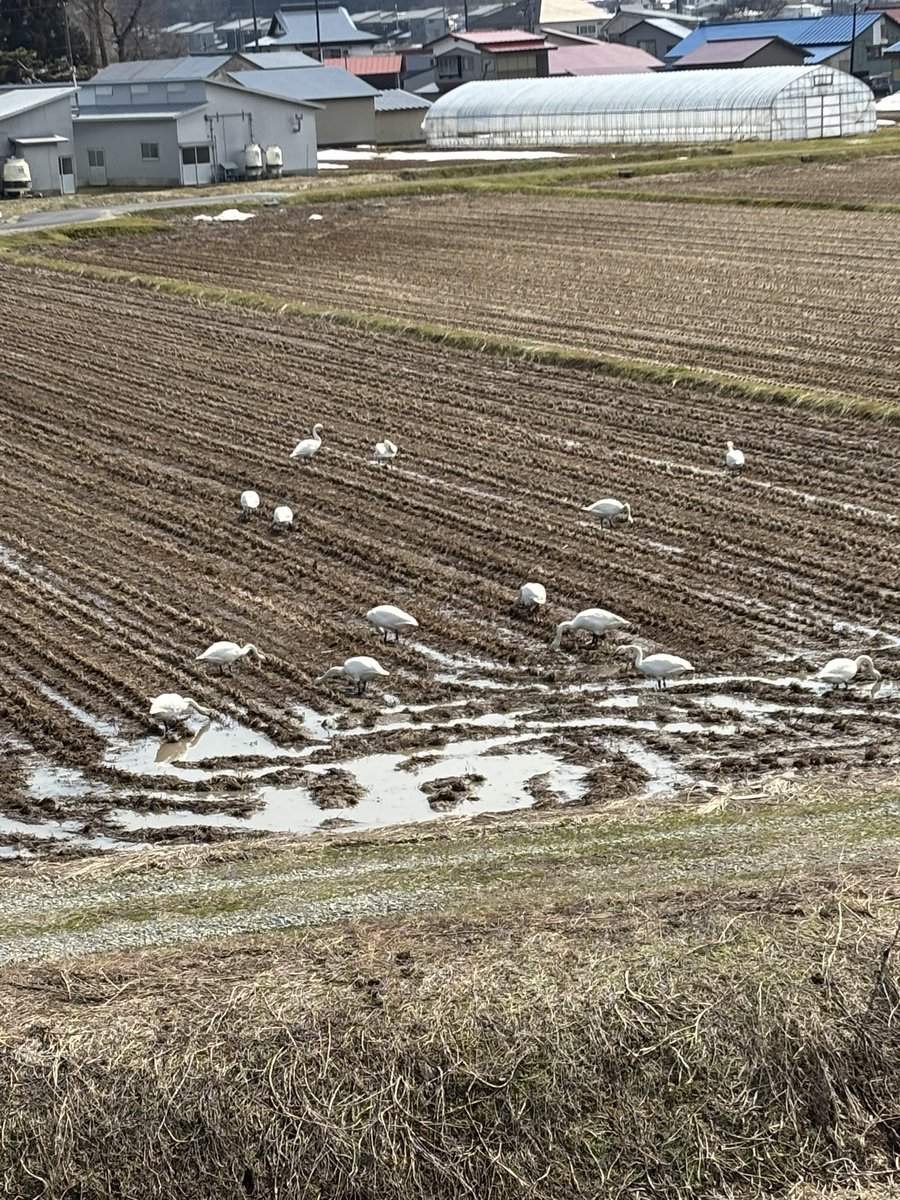 トミー tweet media