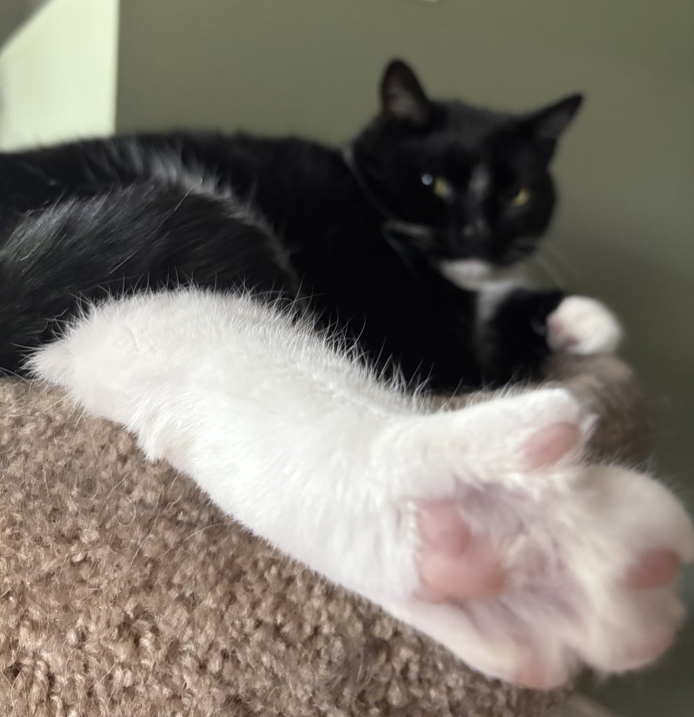 Saphwyn 💎 【LUMINARA】 tweet media