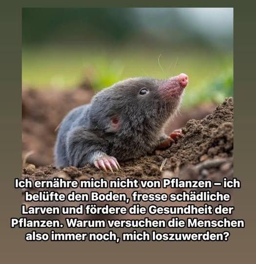 protectora_de_animales_lena Instagram tweet media