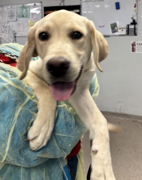BeeDoDoobieDo's tweet image. PUPPY ALERT🚨🚨🚨
Looking for a buddy for spring activities?  
walks✔️ hiking✔️ water sports✔️ running✔️

Check out Buddy!  in Manhattan, 8mo old and
a very good boy♥️ Spring motivation wrapped in a fur coat, uncomplicated companion material♥️
nycacc.app/browse/246743 #AdoptAPuppy