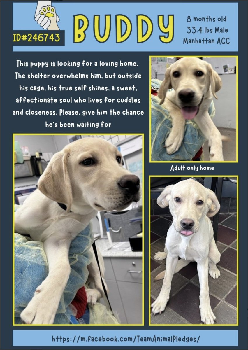 BeeDoDoobieDo's tweet image. PUPPY ALERT🚨🚨🚨
Looking for a buddy for spring activities?  
walks✔️ hiking✔️ water sports✔️ running✔️

Check out Buddy!  in Manhattan, 8mo old and
a very good boy♥️ Spring motivation wrapped in a fur coat, uncomplicated companion material♥️
nycacc.app/browse/246743 #AdoptAPuppy