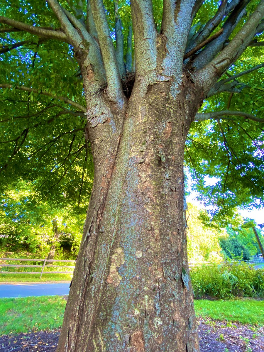 CoffeeLiciousLady tweet media