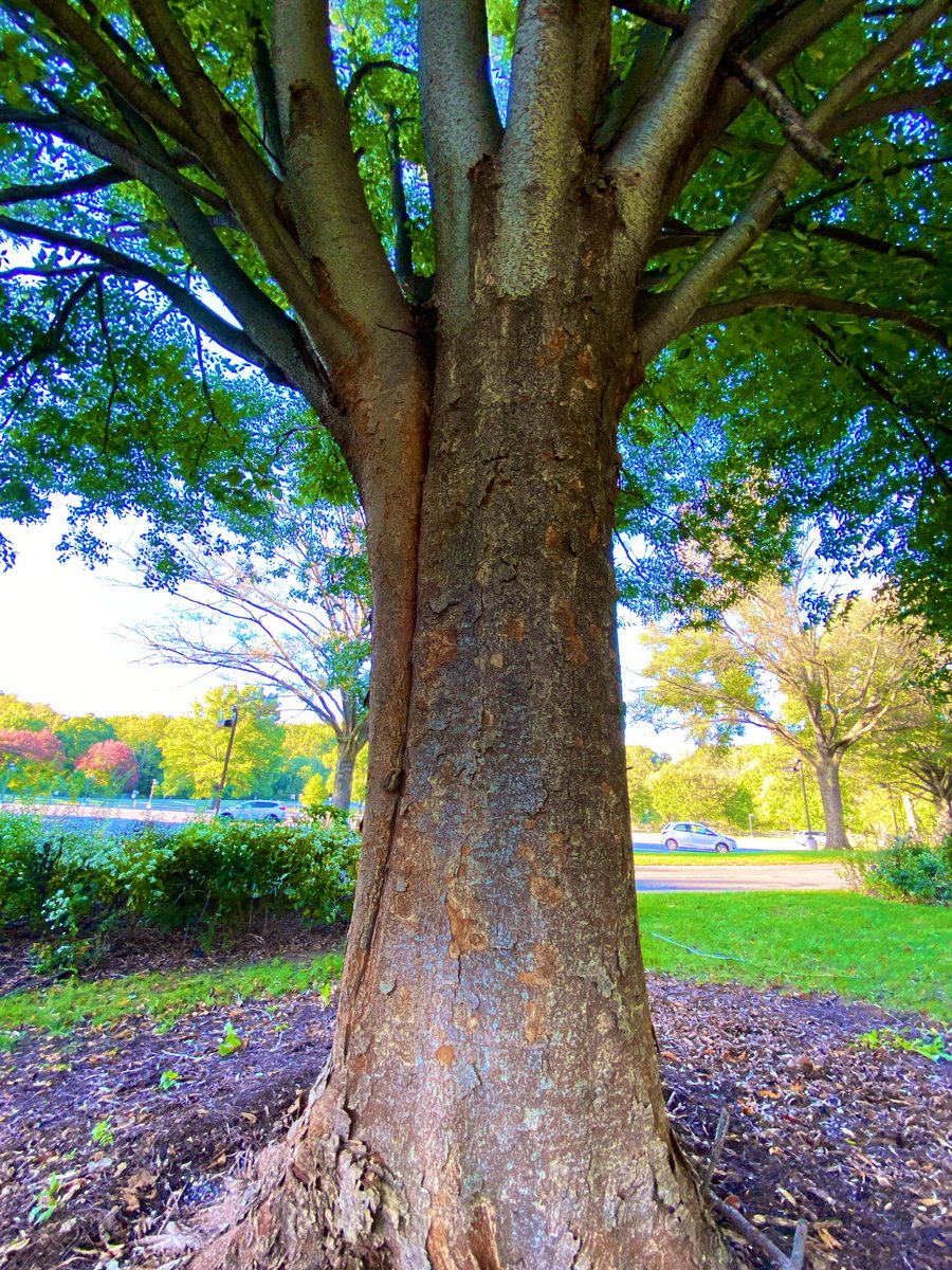 CoffeeLiciousLady tweet media