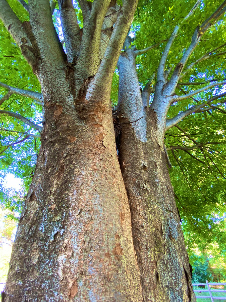 CoffeeLiciousLady tweet media