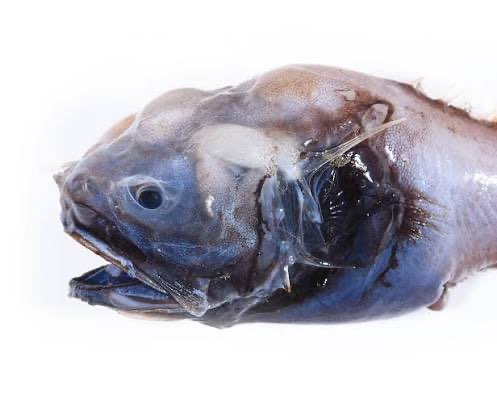 DistortBomb tweet media