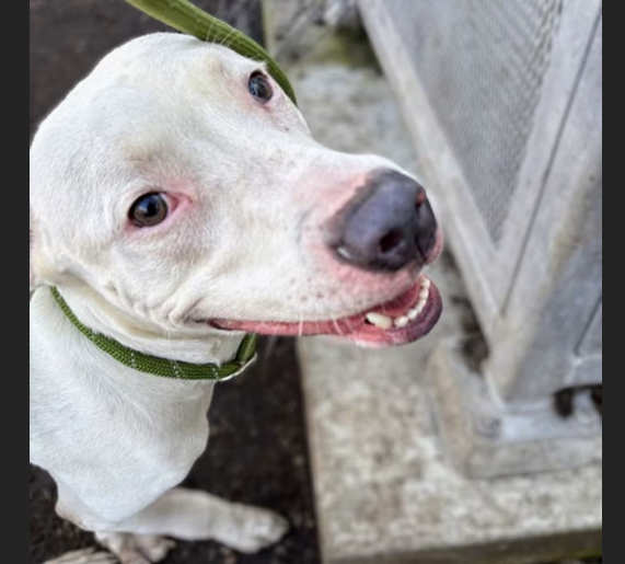 Hollywood Dogs tweet media