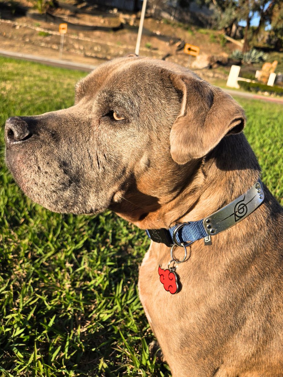 Pawsonify 🐾 tweet media