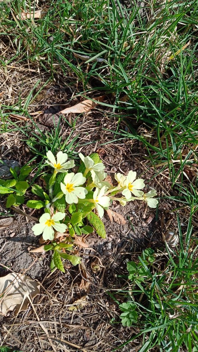 Mysia the cat tweet media