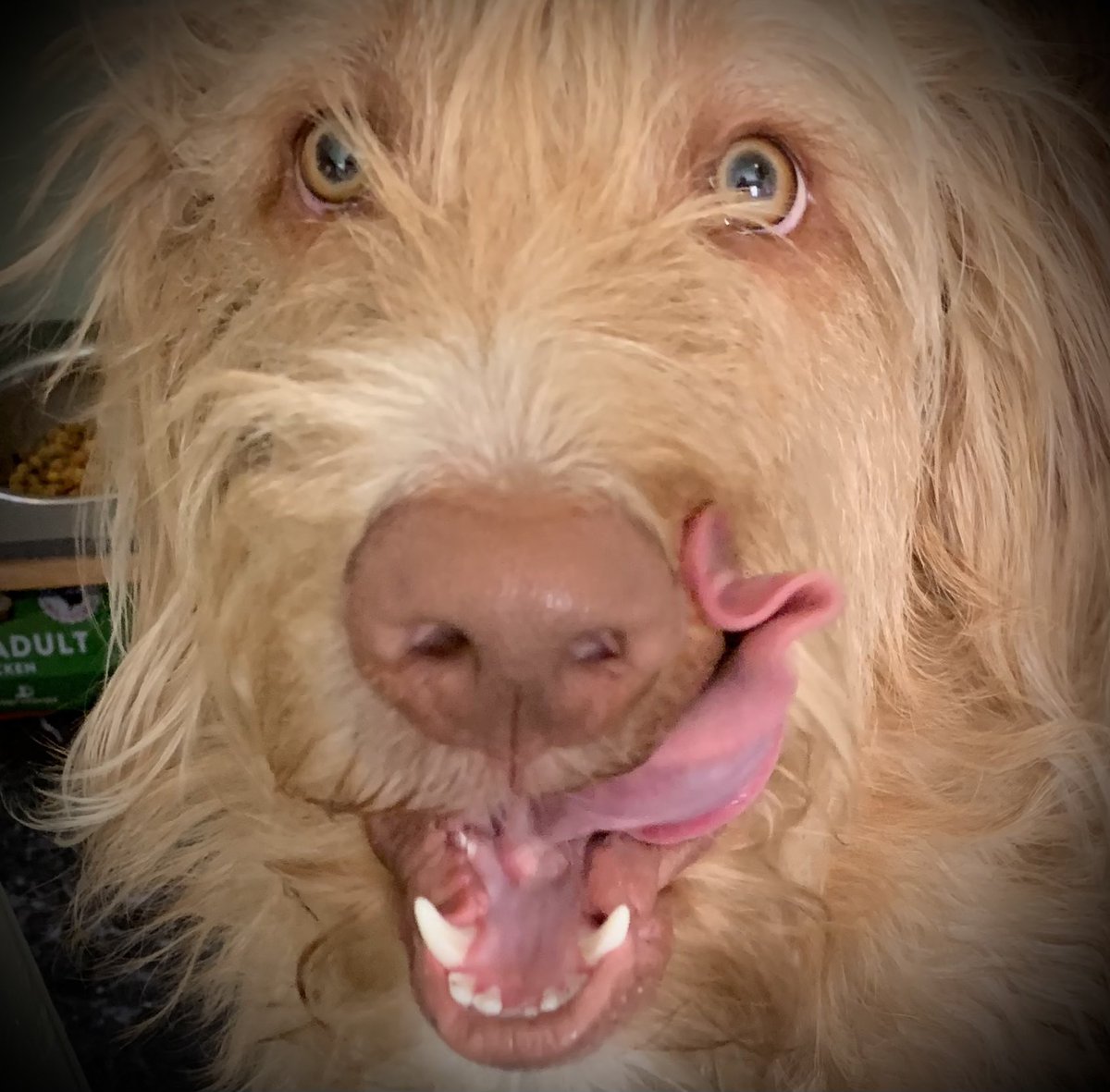 THE HERD HOUSE tweet media