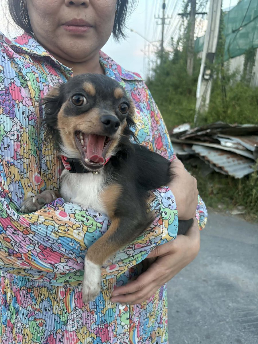 รักหมาจัง🐾 tweet media