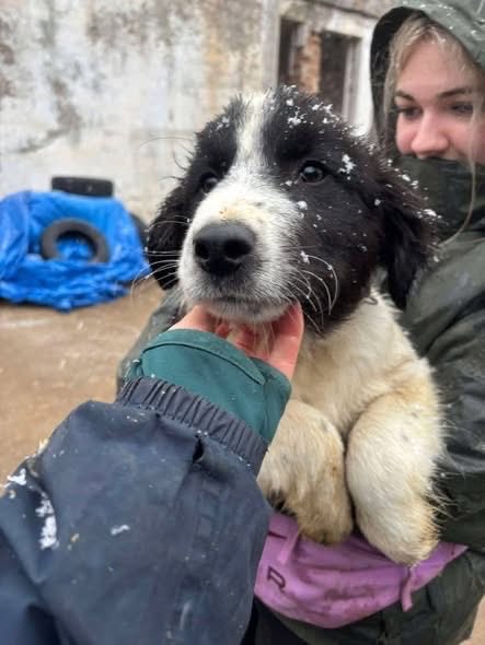 CathWalls 🐕🦺🌻🥃 tweet media