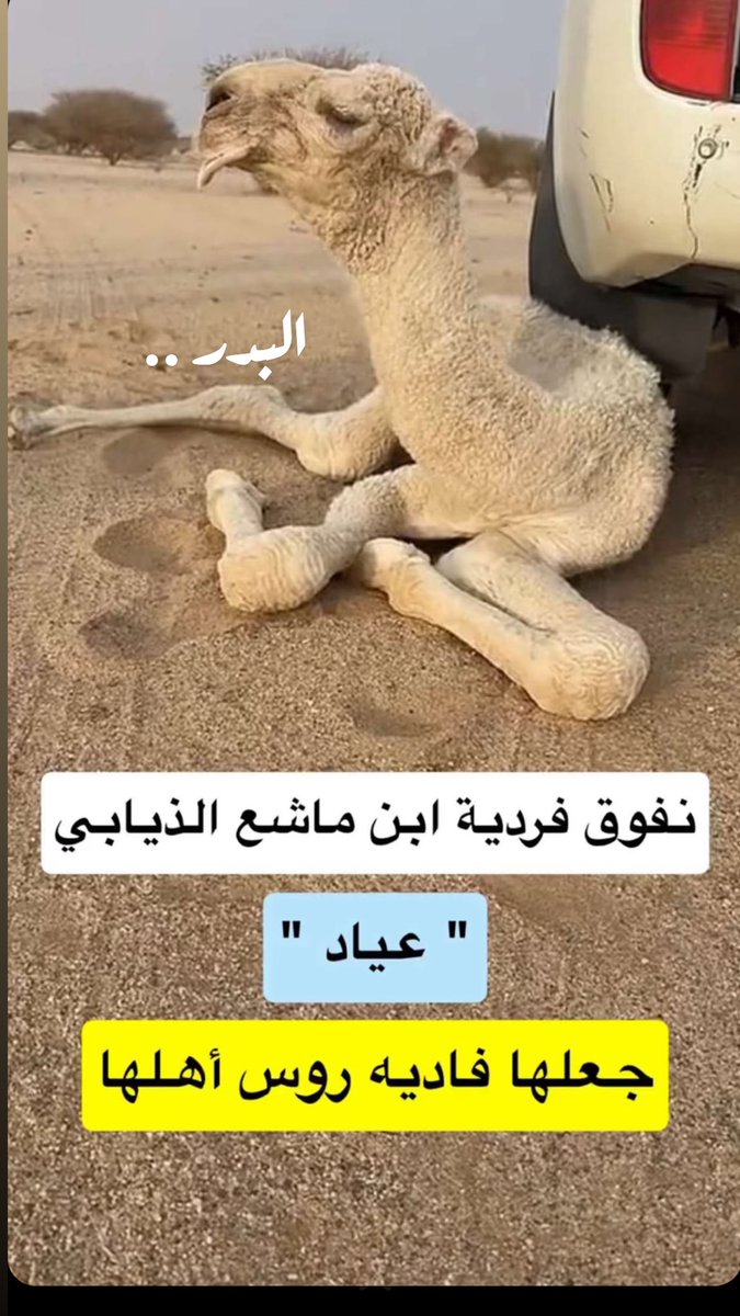 عاشق الوضحا .. al Bader 🅱️ tweet media