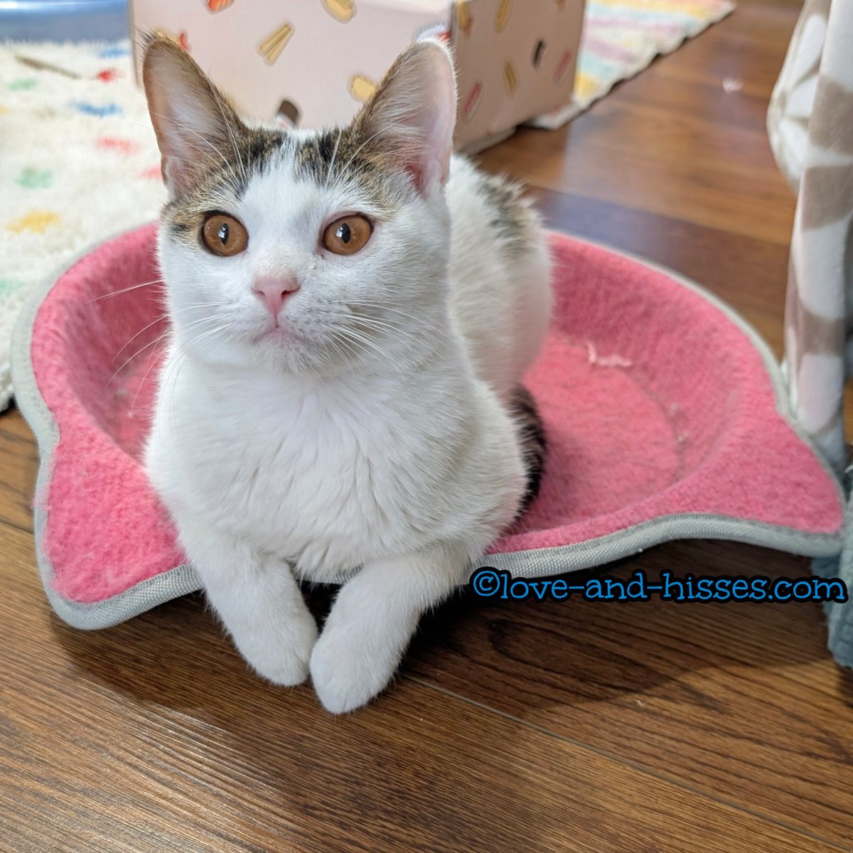 Robyn Anderson tweet media