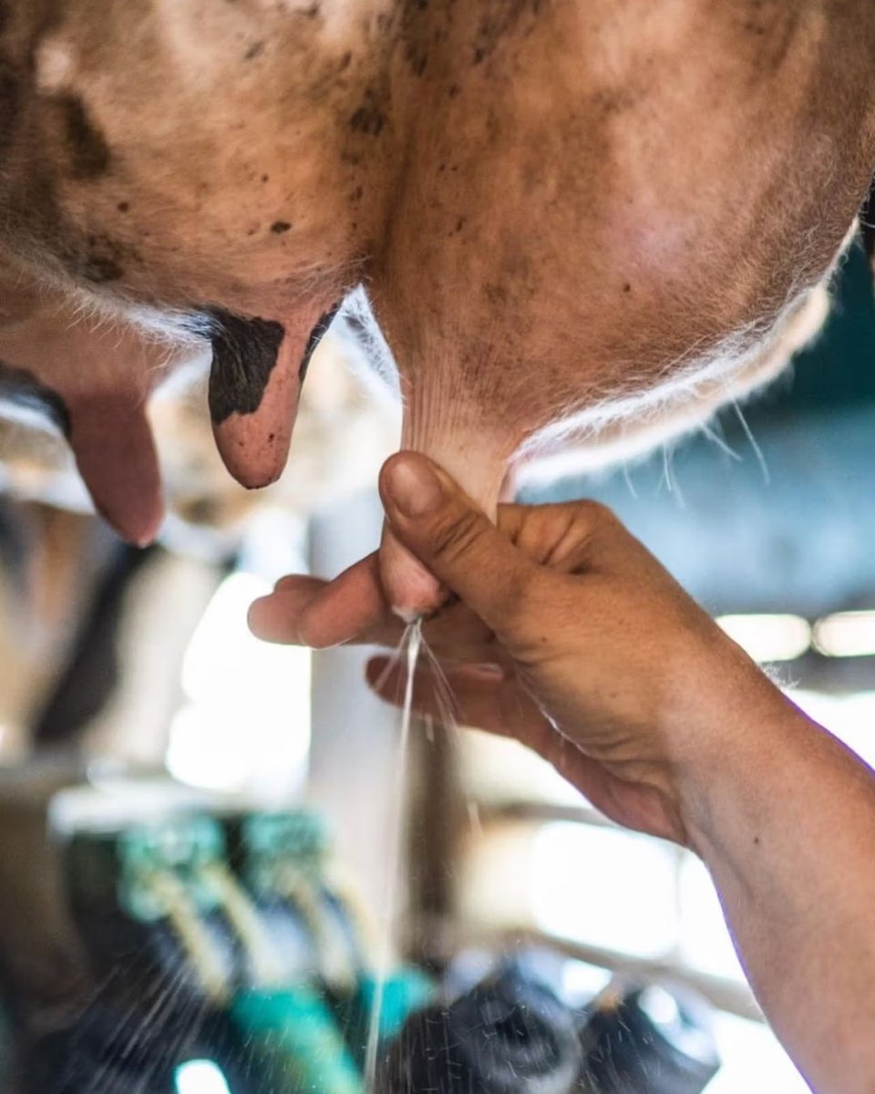 Benvinguts a Pagès tweet media