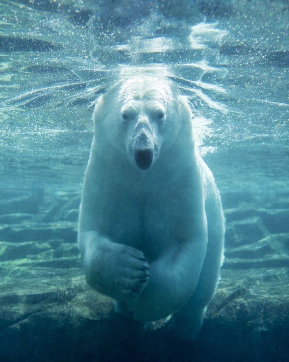Calgary Zoo tweet media